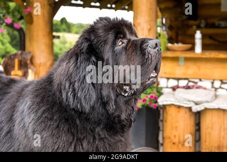 Terranova cane razza in un esterno. Cane grande su un campo verde. Cane di salvataggio. Mostra razza di cane. Foto Stock