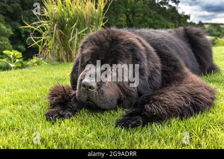 Terranova cane razza in un esterno. Cane grande su un campo verde. Cane di salvataggio. Mostra razza di cane. Foto Stock