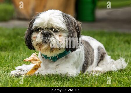 Shih Tzu cane razza in un esterno. Il piccolo cane su un campo verde mangia uno spuntino secco. Cane con osso masticare Foto Stock