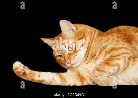 Primo piano ritratto di un gatto rosso sdraiato isolato su sfondo nero Foto Stock