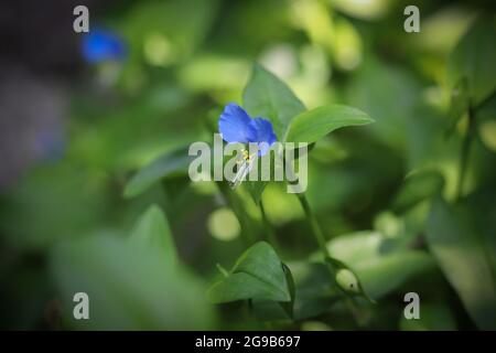 Fiore blu asiatico, Commelina communis Foto Stock