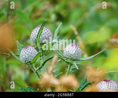 Un bel Thistle Woolly (Cirsium eriophorum) teste di semi di fiori Foto Stock