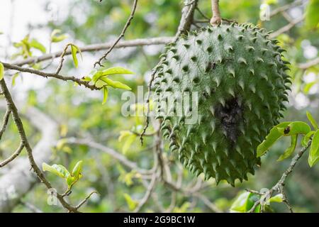 Annona muricata, soursop (guanábana) appeso all'albero con infestazione di acari. Macchie nere sulla pelle del frutto Foto Stock