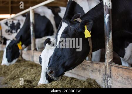 Concetto agricolo, le mucche da diario che mangiano un fieno in un moderno stallino o in un capannone per la distribuzione di latte, animale e concetto alimentare Foto Stock