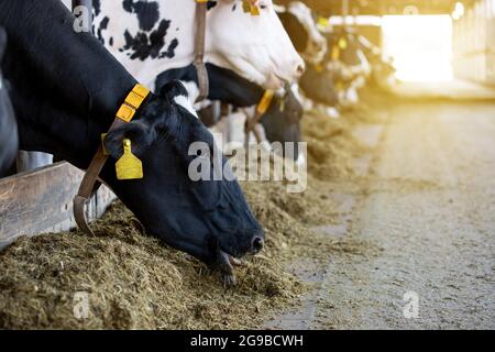 Concetto agricolo, le mucche da diario che mangiano un fieno in un moderno stallino o in un capannone per la distribuzione di latte, animale e concetto alimentare Foto Stock