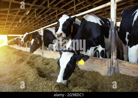Concetto agricolo, le mucche da diario che mangiano un fieno in un moderno stallino o in un capannone per la distribuzione di latte, animale e concetto alimentare Foto Stock