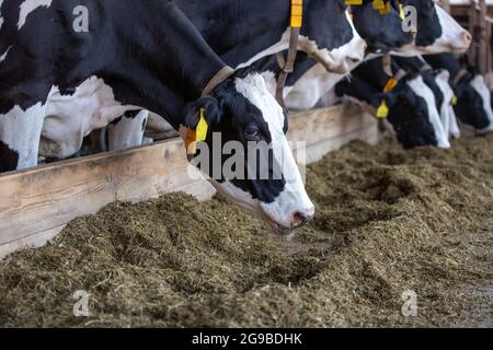 Concetto agricolo, le mucche da diario che mangiano un fieno in un moderno stallino o in un capannone per la distribuzione di latte, animale e concetto alimentare Foto Stock