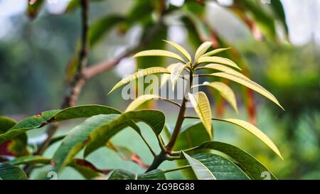 Quadro agricolo, nuovi verdi foglie sotto il sole. Il Mango parte sull'albero del Mango. Foto Stock