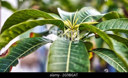 Fuoco selettivo, foglie verdi di una piccola pianta di mango in primo piano con luce solare che cade sulle foglie con acqua e alberi sullo sfondo Foto Stock