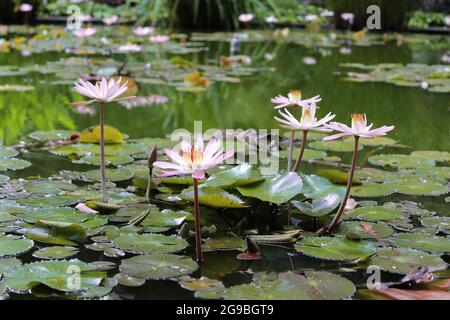 Fiore di loto in stagno. Puerto de la Cruz, Tenerife, Spagna Foto Stock