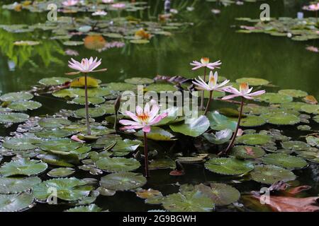 Fiore di loto in stagno. Puerto de la Cruz, Tenerife, Spagna Foto Stock