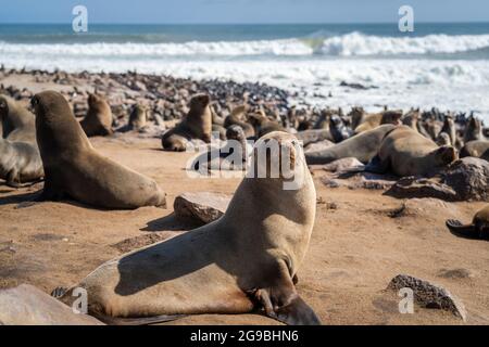 Foche presso la riserva delle foche di Cape Cross sulla Skeleton Coast, Namibia. Cape Cross ospita una delle più grandi colonie di foche da pelliccia di Capo del mondo. Foto Stock