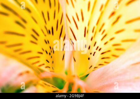 Freesia x hybrida L.H.BaileyIridaceaeFreesia macro estrema primo piano shot, vivace modello giallo su un fiore, astratta bellezza in natura concetto wallpa Foto Stock