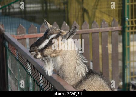 Capra grigia con una barba e una striscia bianca sulla faccia si trova vicino alla recinzione nella fattoria. Agricoltura. Primo piano. Foto Stock