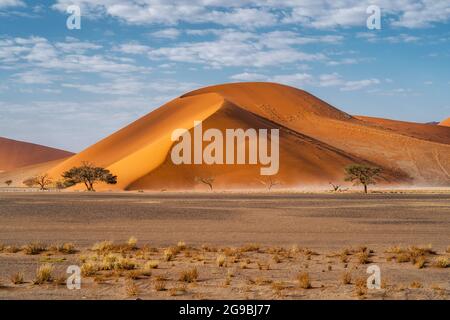 Torreggianti dune di sabbia all'alba vicino a Sossusvlei nel Parco Nazionale Namib-Naukluft, Namibia, Africa. Foto Stock