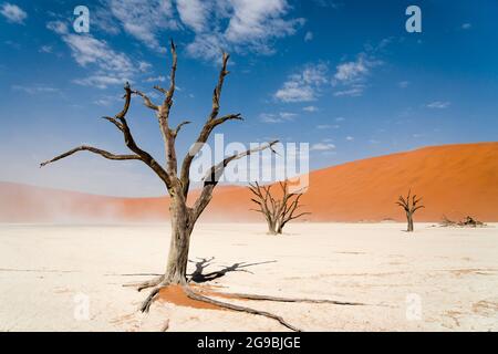 Alberi morti di cammello a Deadvlei nel deserto del Namib, Namib-Naukluft National Park, Namibia, Africa. Foto Stock