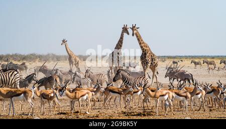 Gli animali selvatici si aggregano intorno a una sorgente nel Parco Nazionale di Etosha, nel nord della Namibia, Africa. Foto Stock