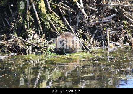 Un muskrat Ondatra zibethicus seduto sulla riva del Grand River, in Ontario, Canada Foto Stock