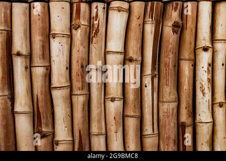 Sfondo decorativo di tronchi rotondi di bambù per la decorazione degli interni. Decorazione di interni con materiali naturali. Una recinzione fatta di tronchi di bambù. Clos Foto Stock