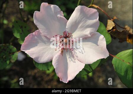 Rosa chiaro Hybrid Tea Rose (Rosa) Dainty Bess fiorisce in un giardino nel mese di agosto Foto Stock