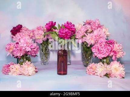 Molte delicate peonie multicolore in vari vasi sul tavolo. Lussuose peonie in vasi di vetro. Metodo per il testo. Sfondo festivo. Estate volata Foto Stock