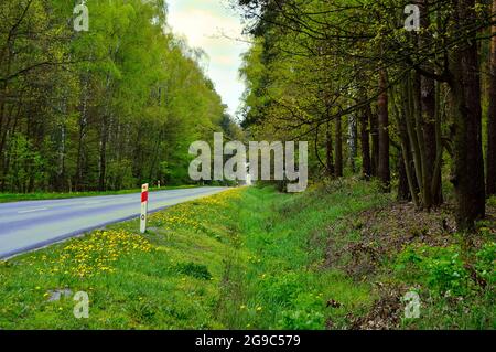 Strada che conduce attraverso la foresta. Estate. Foto Stock