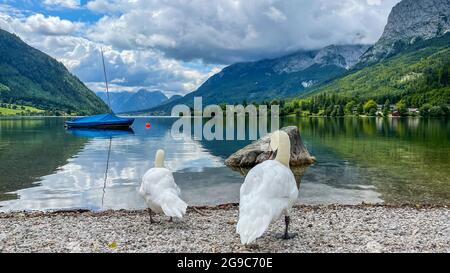 Un paio di cigni bianchi sulla riva del lago Foto Stock