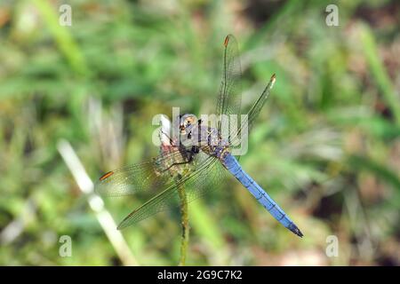 Keeled skimmer, Kleiner Blaufeil, Orthetrum coerulescens, karcsú pásztorszitakötő, Ungheria, Magyarország, Europa Foto Stock