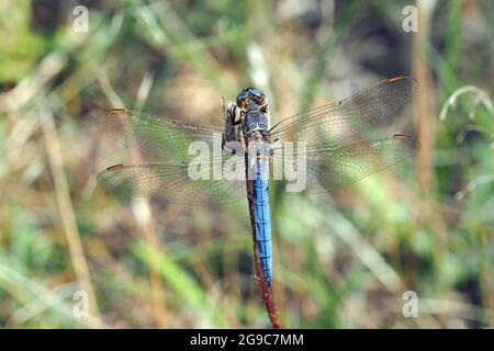 Keeled skimmer, Kleiner Blaufeil, Orthetrum coerulescens, karcsú pásztorszitakötő, Ungheria, Magyarország, Europa Foto Stock