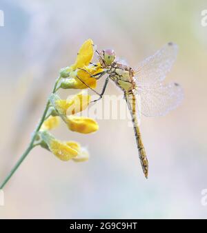 Macro libellula (Sympetrum vulgatum) sul fiore Foto Stock