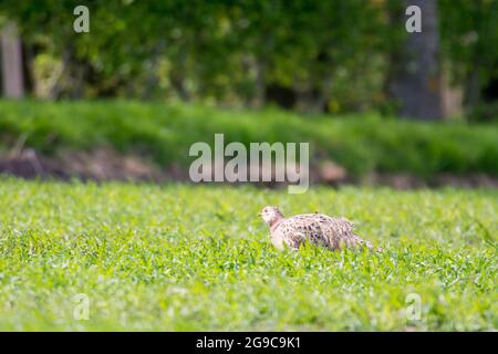 Femmina fagiano su un campo in Danimarca seduto in erba bassa Foto Stock