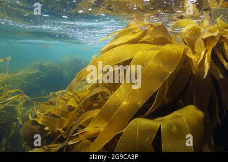 Lamaria kelp alghe marroni alghe marine sott'acqua nell'oceano, Atlantico, Spagna, Galizia Foto Stock