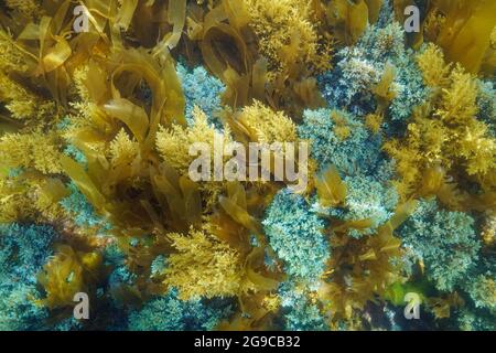 Alghe marine sottomarine sul fondo dell'oceano (Cystoseira e Lamaria), Atlantico orientale, Spagna, Galizia Foto Stock