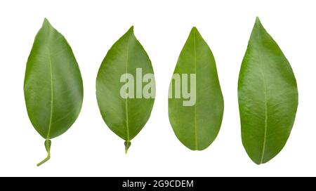 percorso delle foglie tangerine isolato su bianco Foto Stock