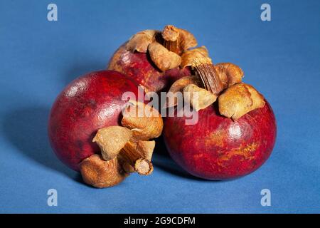 gruppo mangosteen su sfondo blu Foto Stock