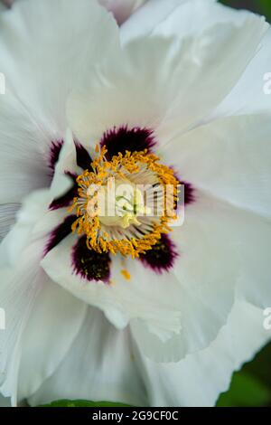 Tree peonia in fiore vicino. Rosa peonia fiori che crescono nel giardino, sfondo floreale. Bee nel fiore di primavera. Foto Stock