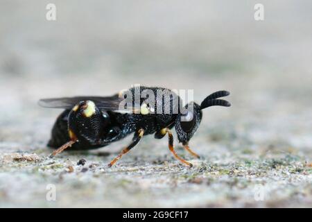 Un colpo di closeup di un'ape puntata spatulata-mascherata, Hylaeus punctatus su un pezzo di legno Foto Stock