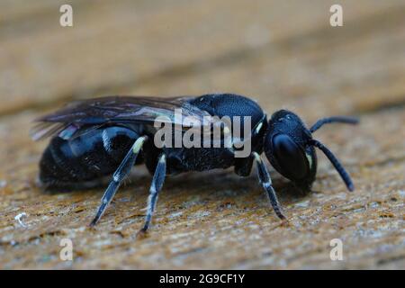 Un colpo di closeup di un'ape puntata spatulata-mascherata, Hylaeus punctatus su un pezzo di legno Foto Stock