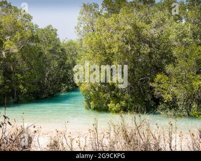 Mangrovie e acqua salata a Willie Creek, Dampier Peninsula, Kimberley, Australia Occidentale Foto Stock