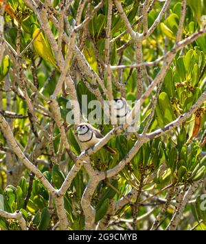 Un paio di bichenovii a doppio Barred (Taeniopygia bichenovii) arroccati in un albero di mangrovie sopra Willie Creek, Penisola di Dampier, Australia Occidentale Foto Stock