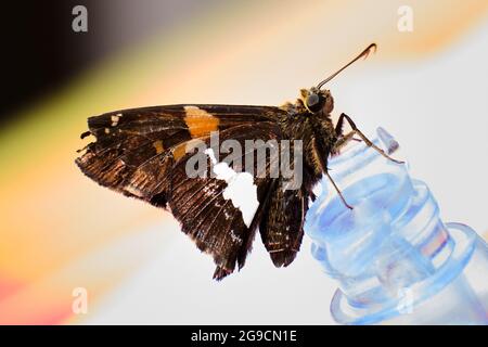 La farfalla argentata si trova sulla valvola dell'aria Foto Stock