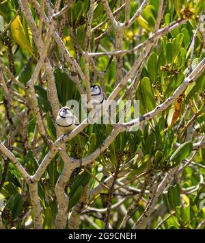 Un paio di bichenovii a doppio Barred (Taeniopygia bichenovii) arroccati in un albero di mangrovie sopra Willie Creek, Penisola di Dampier, Australia Occidentale Foto Stock