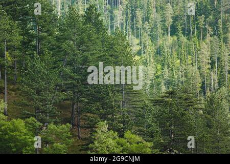 Pineta in estate. Bella Foresta di pino sulle alte montagne, fuoco selettivo Foto Stock