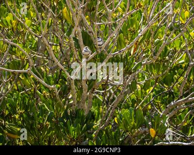 Un paio di bichenovii a doppio Barred (Taeniopygia bichenovii) arroccati in un albero di mangrovie sopra Willie Creek, Penisola di Dampier, Australia Occidentale Foto Stock