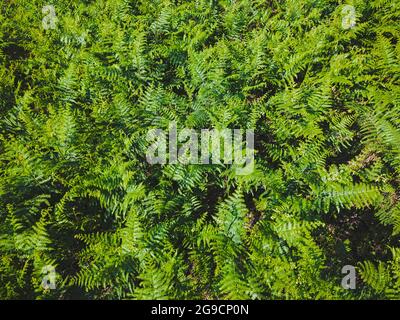 Foglie verdi di fronti di felce. Sfondo di verde selvaggio felce fiorire in estate. Vista dall'alto Foto Stock