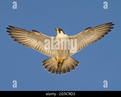 Donna Peregrine Falcon (Falco peregrinus) che entra a terra contro un cielo blu, Cambridgeshire, Inghilterra Foto Stock