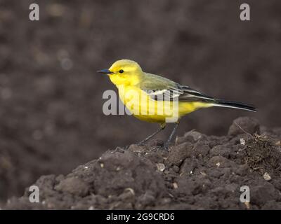 Male Yellow Waggail (Motacilla fava) in campo arato, Cambridgeshire, Inghilterra Foto Stock