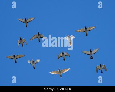 Piccioni ferali (Columba livia domestica) in volo contro un cielo blu, Cambridgeshire, Inghilterra Foto Stock