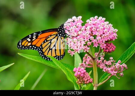 Farfalla Monarch appollaiata su fiori rosa Foto Stock