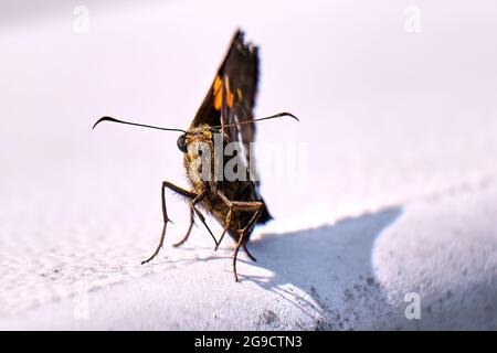 La farfalla argentata si affaccia sulla fotocamera Foto Stock